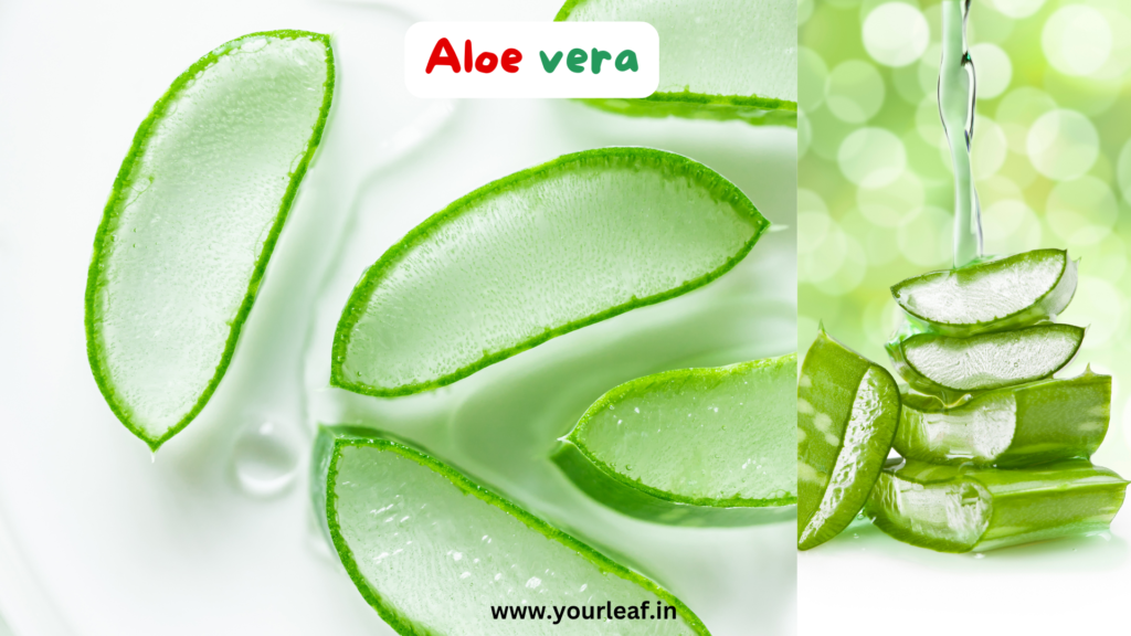 plix hair growth serum aloe vera|yourleaf.in