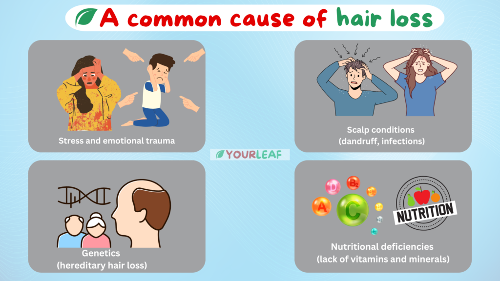 Hair Fall Control Shampoo A common cause of hair loss